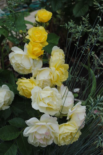 golden border(comtesse du barry)