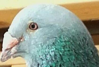  - PENTRU CRESCATORII CARE SE RESPECTA