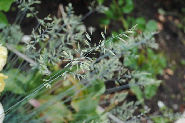 festuca Eisvogel