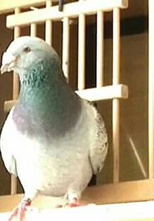  - PENTRU CRESCATORII CARE SE RESPECTA