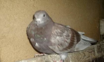 FB_IMG_1464367958520