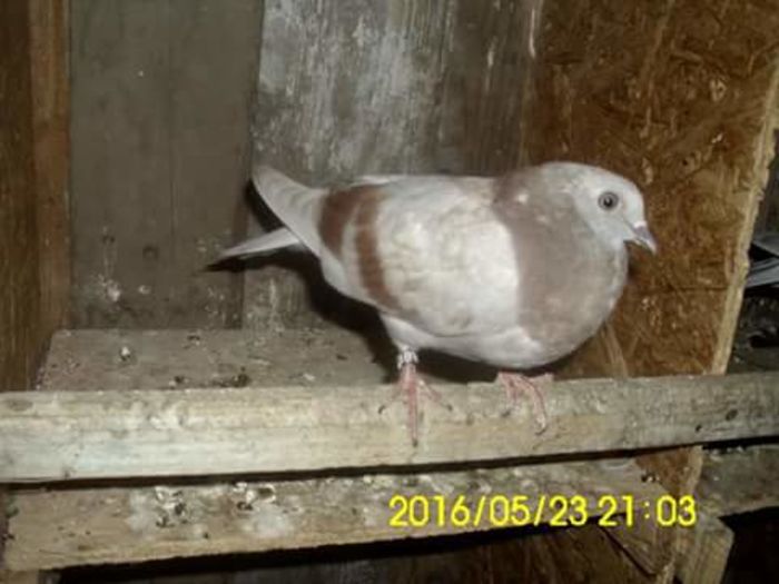 FB_IMG_1464367947569