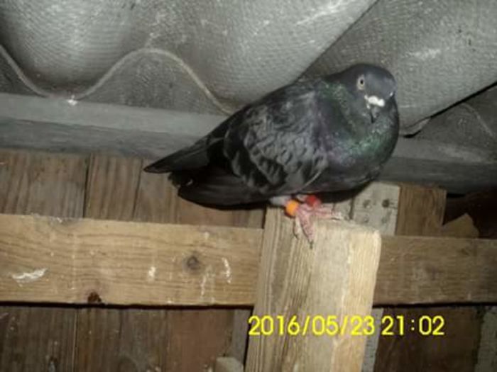 FB_IMG_1464367939661