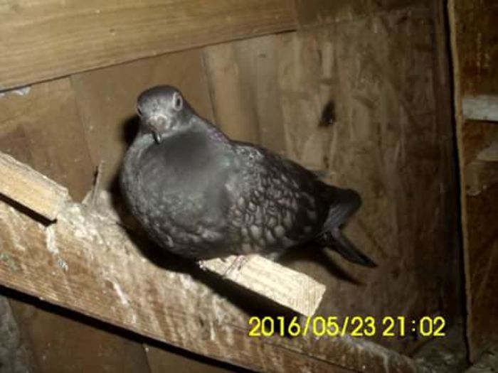 FB_IMG_1464367935947 - Zburător CIUNGI DE PLOIESTI