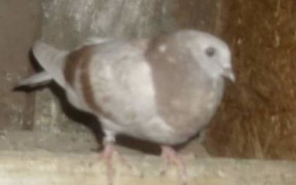 FB_IMG_1464367931573 - Zburător CIUNGI DE PLOIESTI