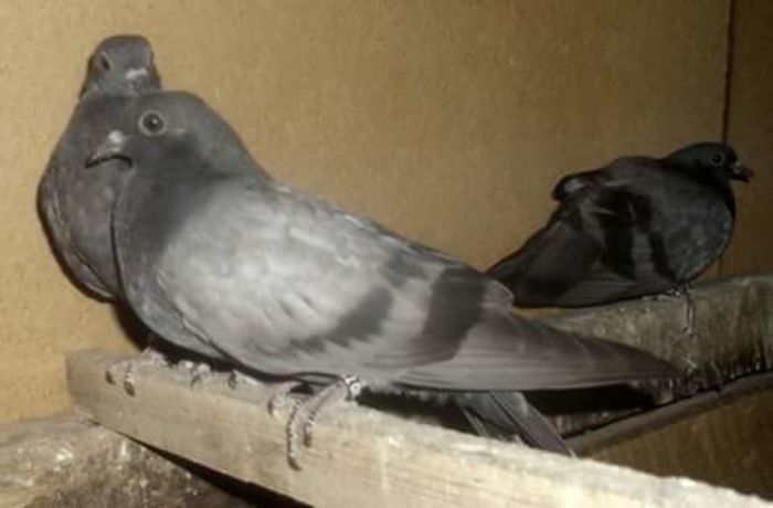 FB_IMG_1464367903720 - Zburător CIUNGI DE PLOIESTI