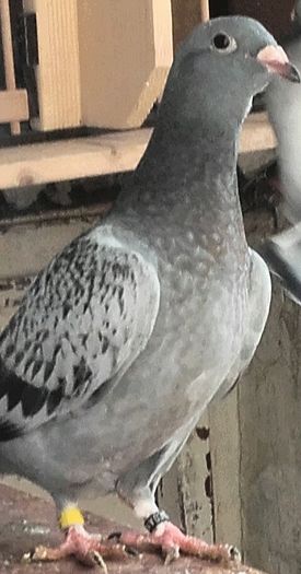 Fata----2016 - PENTRU CRESCATORII CARE SE RESPECTA