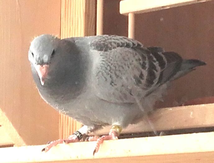 2016 - PENTRU CRESCATORII CARE SE RESPECTA