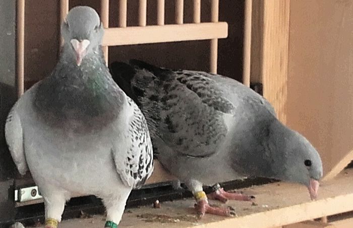  - PENTRU CRESCATORII CARE SE RESPECTA