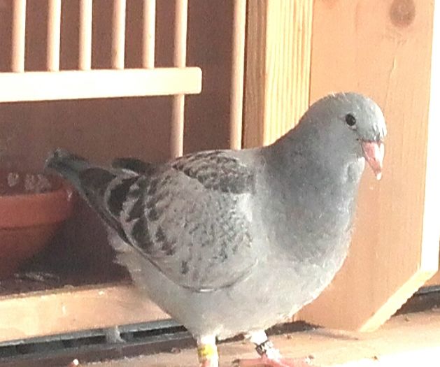  - PENTRU CRESCATORII CARE SE RESPECTA