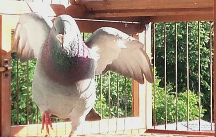  - PENTRU CRESCATORII CARE SE RESPECTA