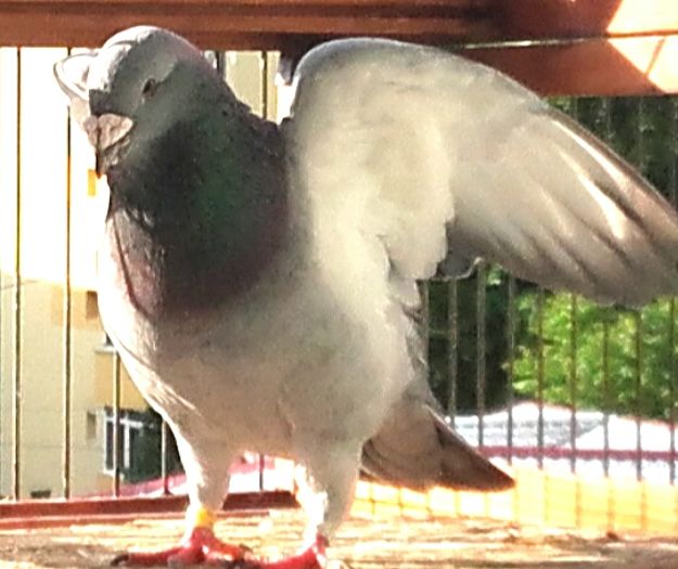  - PENTRU CRESCATORII CARE SE RESPECTA