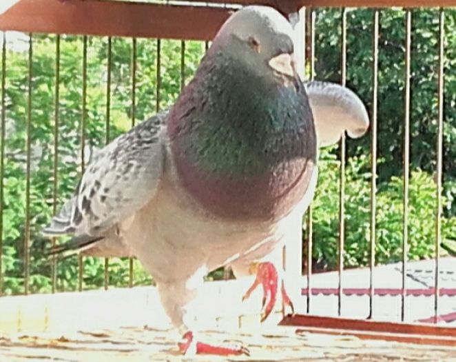  - PENTRU CRESCATORII CARE SE RESPECTA