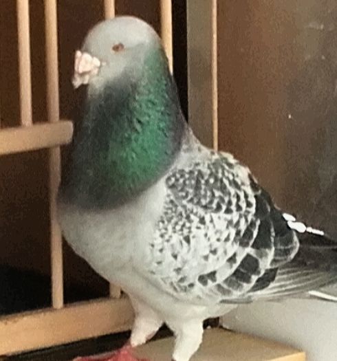  - PENTRU CRESCATORII CARE SE RESPECTA