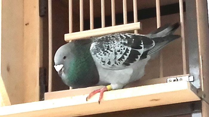  - PENTRU CRESCATORII CARE SE RESPECTA