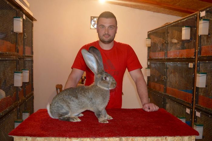 Femela 7 - RO100 2639