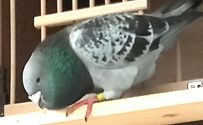  - PENTRU CRESCATORII CARE SE RESPECTA