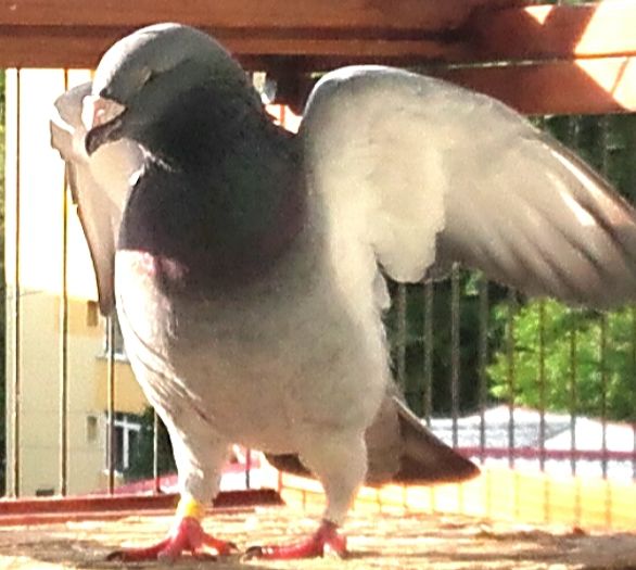  - PENTRU CRESCATORII CARE SE RESPECTA