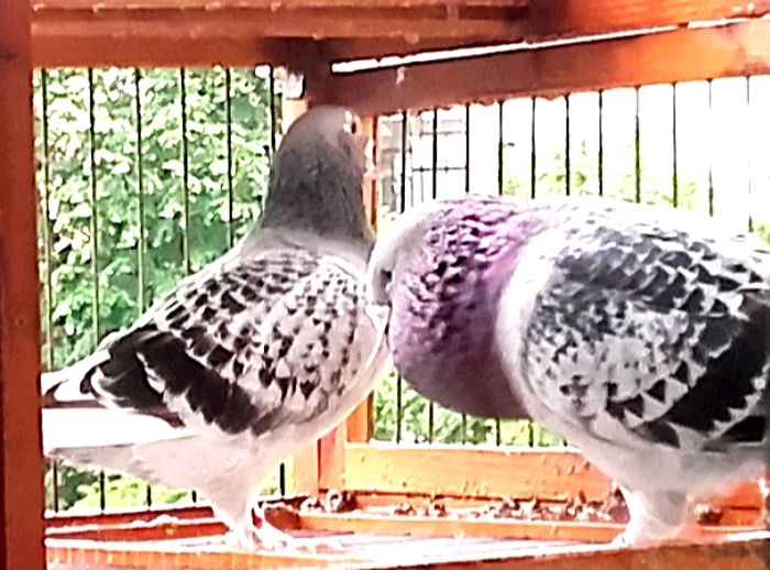  - PENTRU CRESCATORII CARE SE RESPECTA