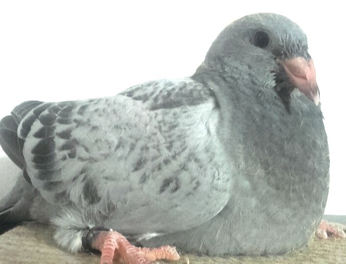  - PENTRU CRESCATORII CARE SE RESPECTA