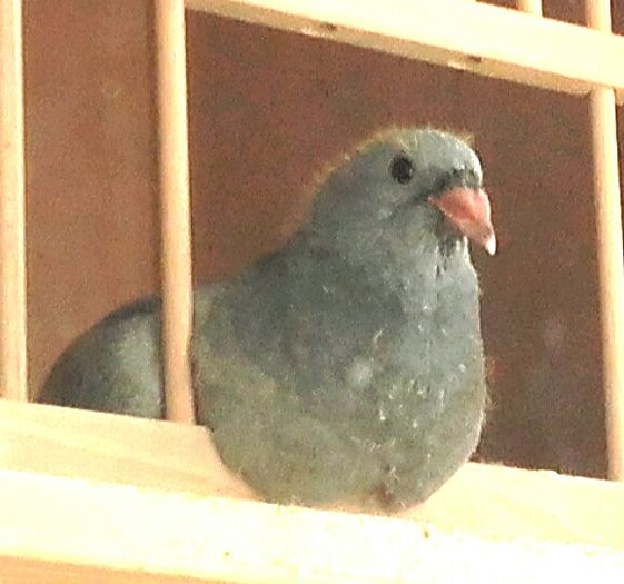  - PENTRU CRESCATORII CARE SE RESPECTA