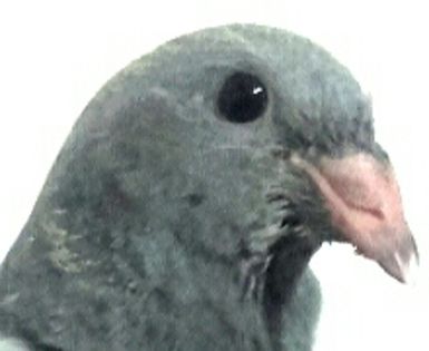  - PENTRU CRESCATORII CARE SE RESPECTA