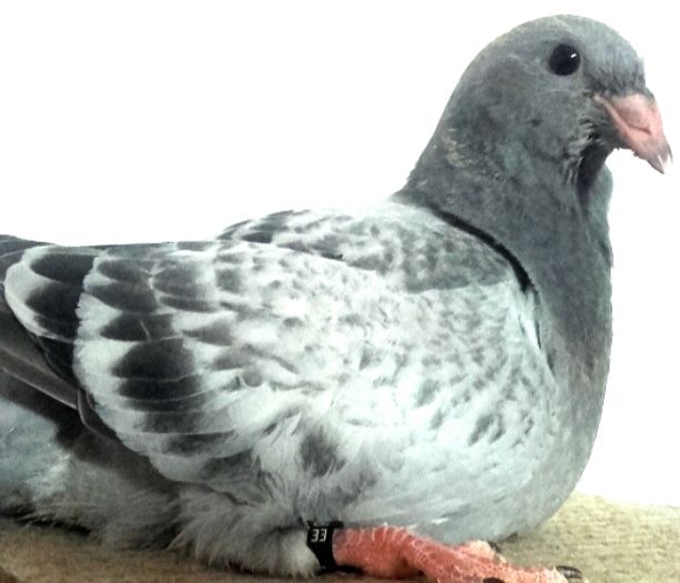 Fata---2016 - PENTRU CRESCATORII CARE SE RESPECTA