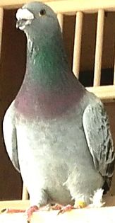  - PENTRU CRESCATORII CARE SE RESPECTA