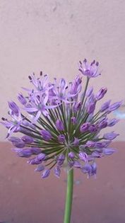 allium