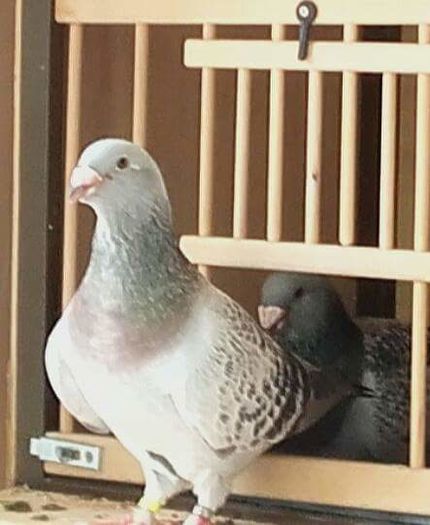 FB_IMG_1464370200999