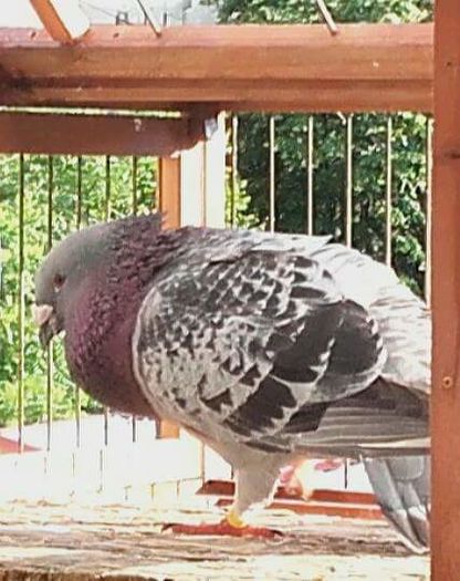  - PENTRU CRESCATORII CARE SE RESPECTA