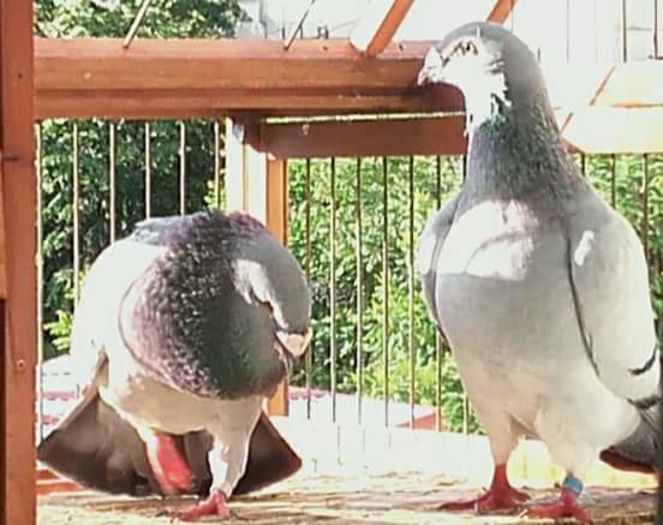  - PENTRU CRESCATORII CARE SE RESPECTA