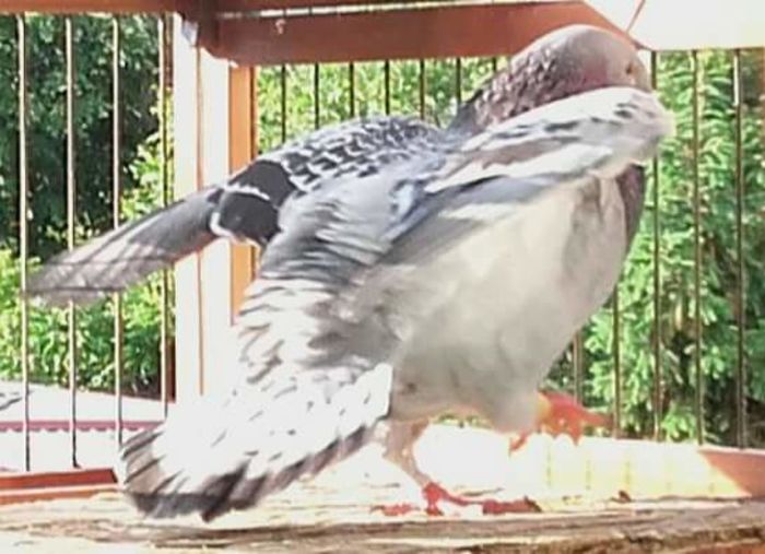  - PENTRU CRESCATORII CARE SE RESPECTA