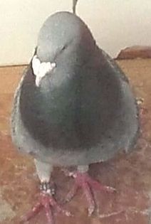  - PENTRU CRESCATORII CARE SE RESPECTA