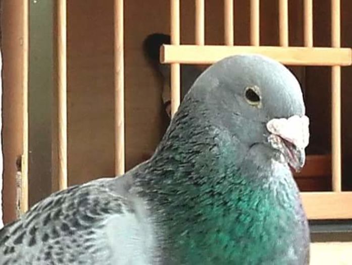  - PENTRU CRESCATORII CARE SE RESPECTA