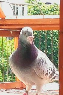  - PENTRU CRESCATORII CARE SE RESPECTA