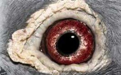  - PENTRU CRESCATORII CARE SE RESPECTA