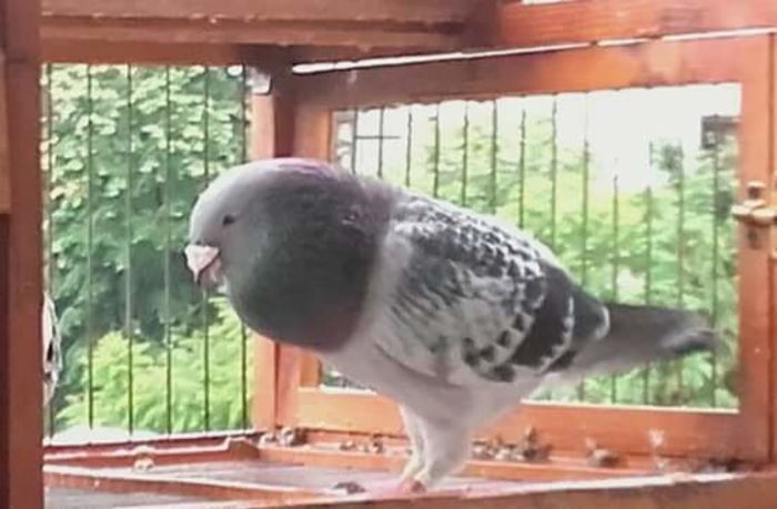  - PENTRU CRESCATORII CARE SE RESPECTA