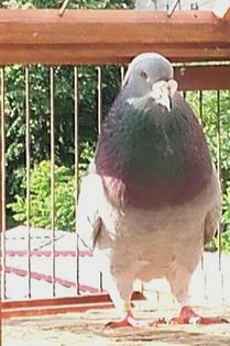  - PENTRU CRESCATORII CARE SE RESPECTA