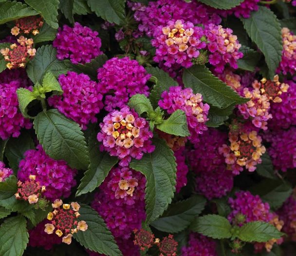 lantana - 000-Plante pe care le doresc