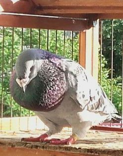  - PENTRU CRESCATORII CARE SE RESPECTA