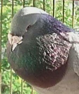  - PENTRU CRESCATORII CARE SE RESPECTA