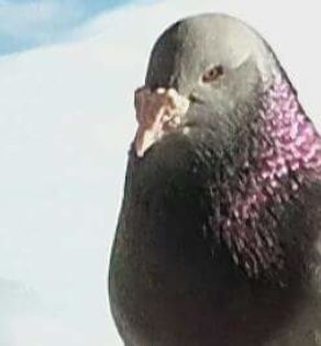  - PENTRU CRESCATORII CARE SE RESPECTA