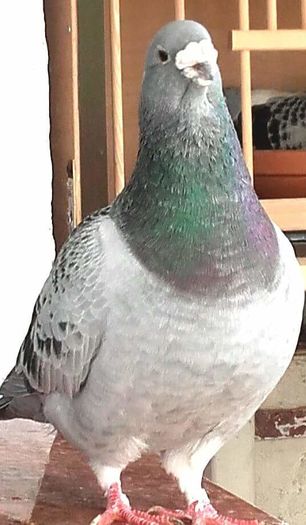  - PENTRU CRESCATORII CARE SE RESPECTA