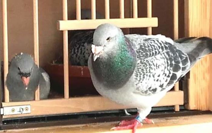  - PENTRU CRESCATORII CARE SE RESPECTA