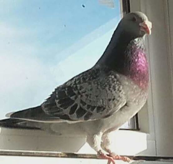  - PENTRU CRESCATORII CARE SE RESPECTA