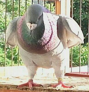  - PENTRU CRESCATORII CARE SE RESPECTA