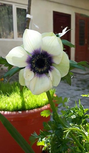 anemona - Anemone