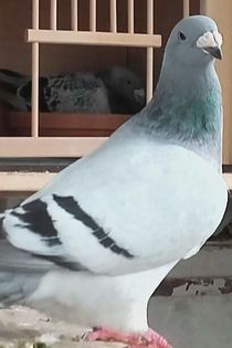  - PENTRU CRESCATORII CARE SE RESPECTA