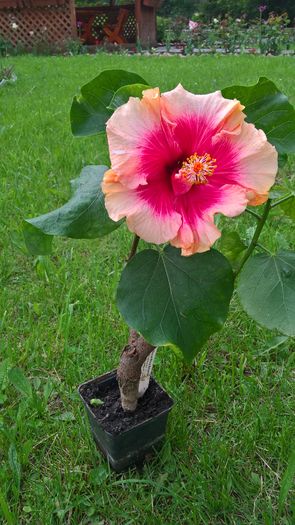 WP_20160527_11_04_06_Pro - Hibiscus Prima Ballerina